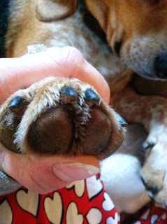 how to sedate a dog for nail clipping how to sedate a dog for nail clipping